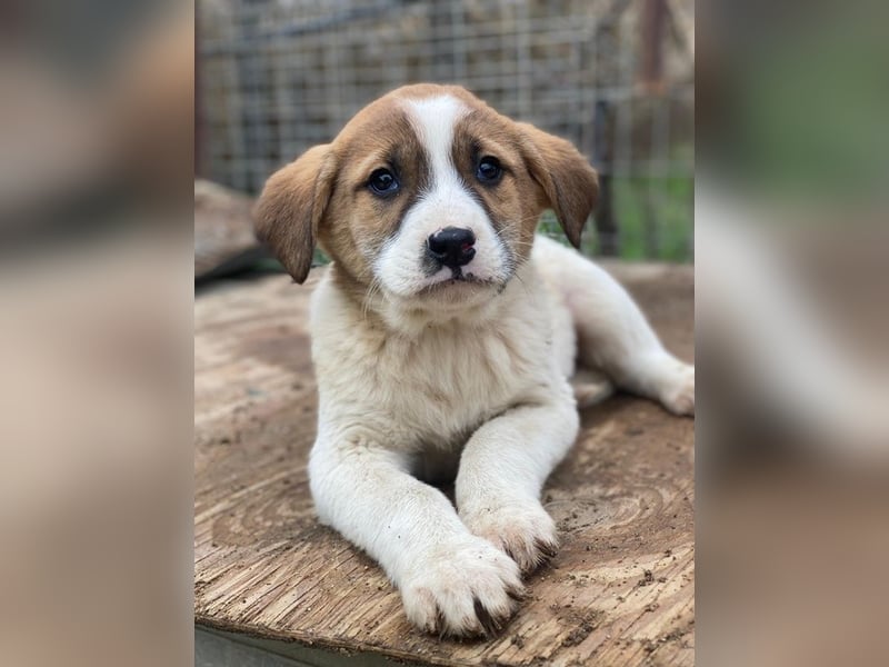 Bufala, geb. ca.11/2025, lebt in GRIECHENLAND, auf einer privaten Pflegestelle