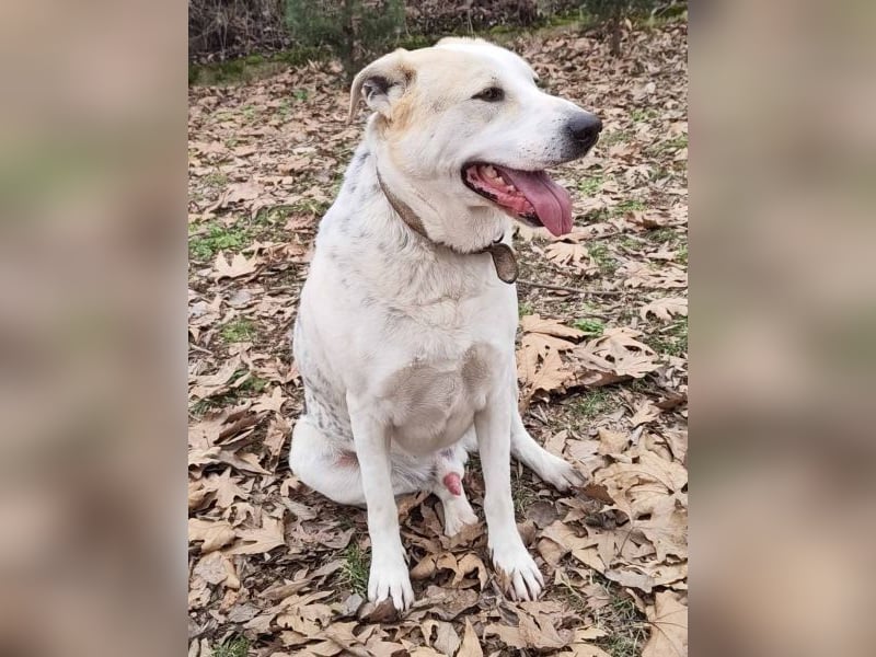 Rango, geb. ca. 01/2020, lebt in GRIECHENLAND, auf einer privaten Pflegestelle