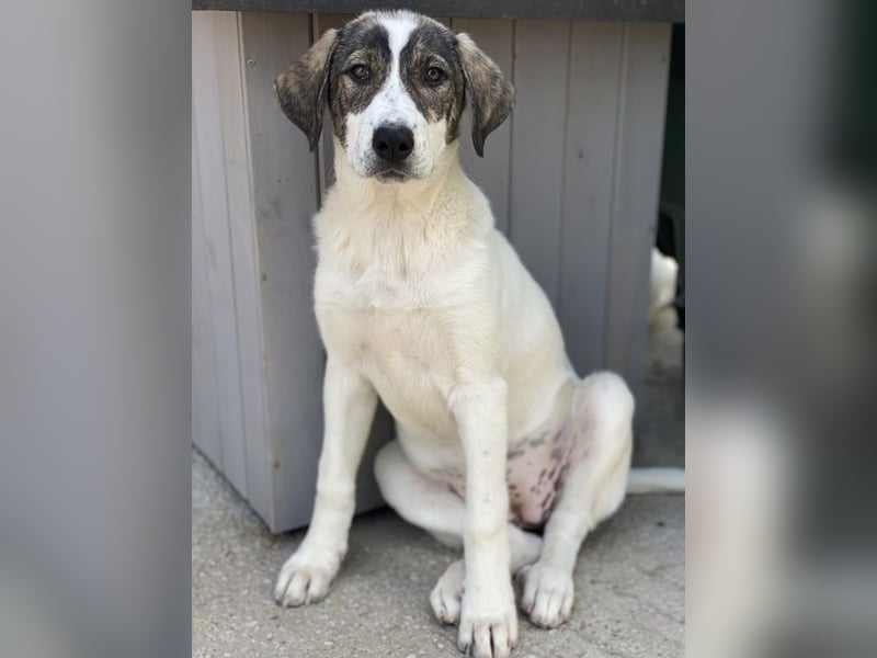 Adele, geb. ca. 02/2024, lebt in GRIECHENLAND, im städt. Tierheim Serres