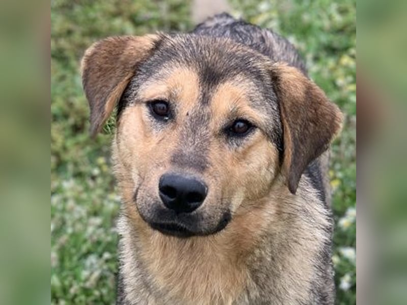 Bruno, geb. ca. 05/2020, lebt in GRIECHENLAND, auf einer privaten Pflegestelle