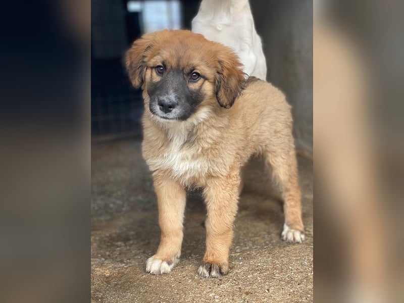 Mats, geb. ca. 12/2025, lebt in GRIECHENLAND, im städt. Tierheim Serres