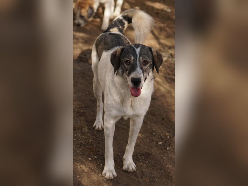 Vanessa, geb. ca. 05/2022, lebt in GRIECHENLAND, auf einer privaten Pflegestelle