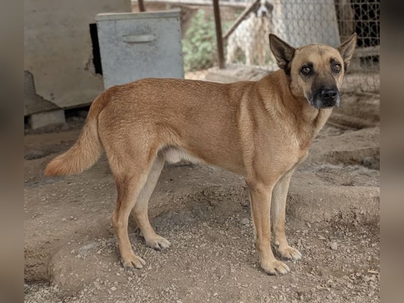 Diesel, geb. ca. 04/2022, lebt in GRIECHENLAND, im städt. Tierheim Serres
