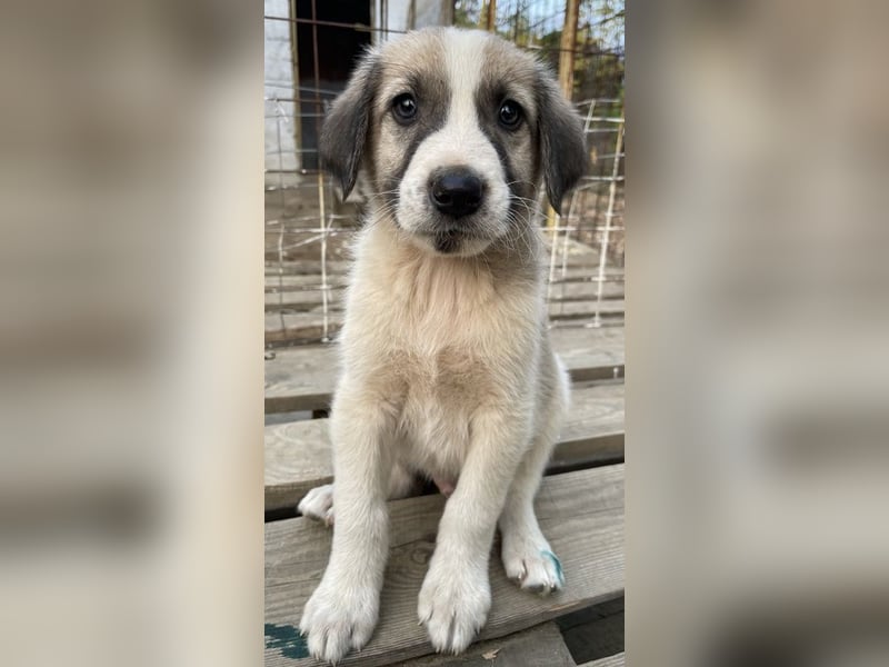 Carlo, geb. ca. 08/2022, lebt in GRIECHENLAND, auf einer privaten Pflegestelle