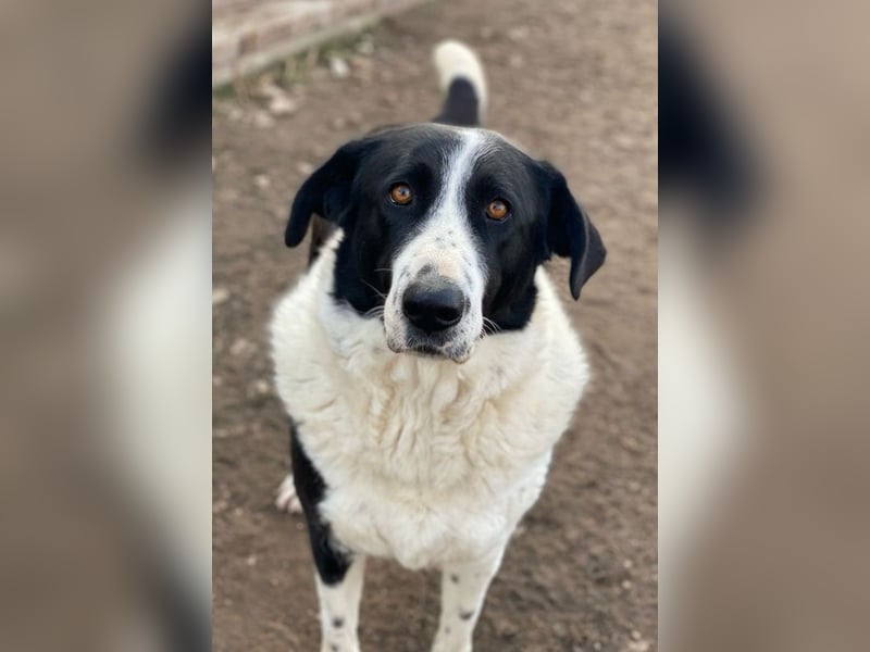 Franka, geb. ca. 06/2019, lebt in GRIECHENLAND, im städt. Tierheim Serres