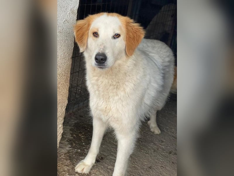 Tobby, geb. ca. 11/2022, lebt in GRIECHENLAND, im städt. Tierheim Serres