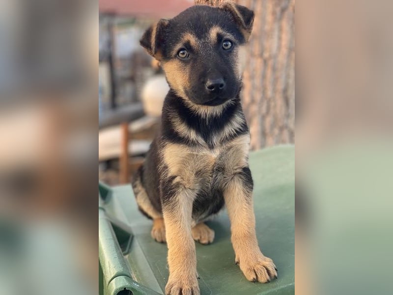 Heidi, geb. ca. 12/2025, lebt in GRIECHENLAND, auf einer privaten Pflegestelle