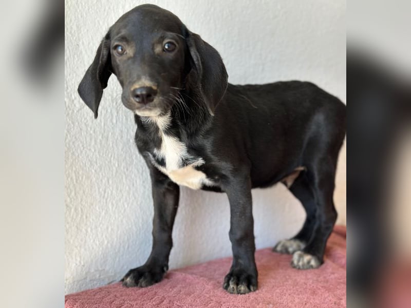 Smokey, geb. 08.06.2026, lebt in GRIECHENLAND, auf einer privaten Pflegestelle