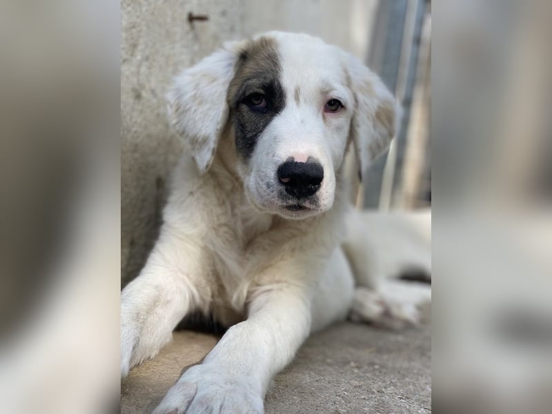 Arco, geb. ca. 02/2024, lebt in GRIECHENLAND, im städt. Tierheim Serres