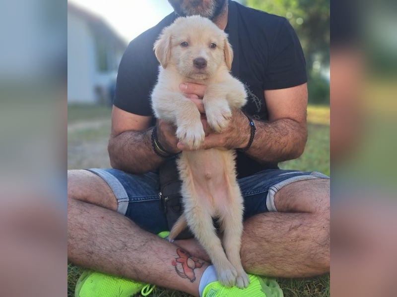  Fluffy-Boo, geb. ca. 04/2026, lebt auf einer Pflegestelle in 44651 Herne