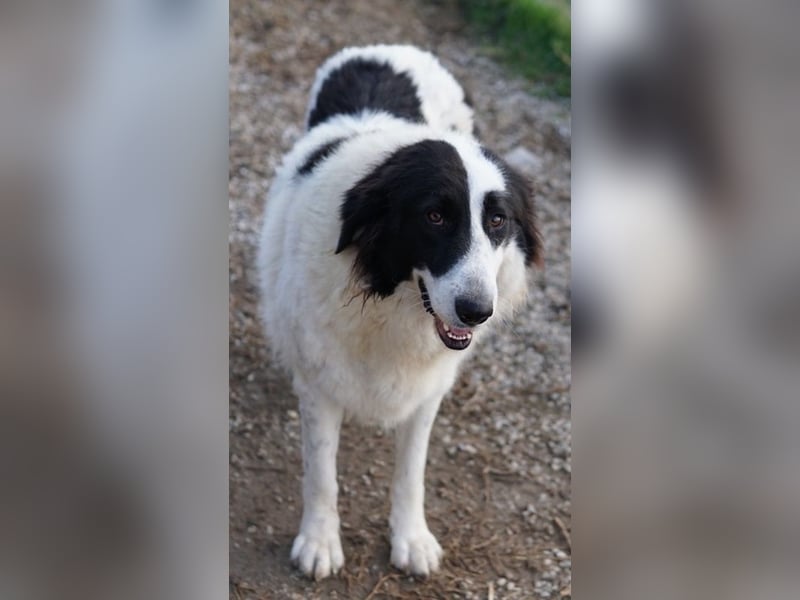 Maella, geb. ca. 02/2020, lebt in GRIECHENLAND, im städt. Tierheim Serres