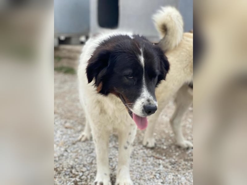 Cora, geb. ca. 07/2022, lebt in GRIECHENLAND, im städt. Tierheim Serres