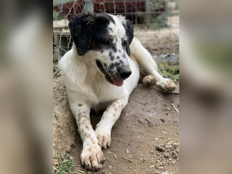 Lime, geb. ca. 02/2023, lebt in GRIECHENLAND, auf einer privaten Pflegestelle