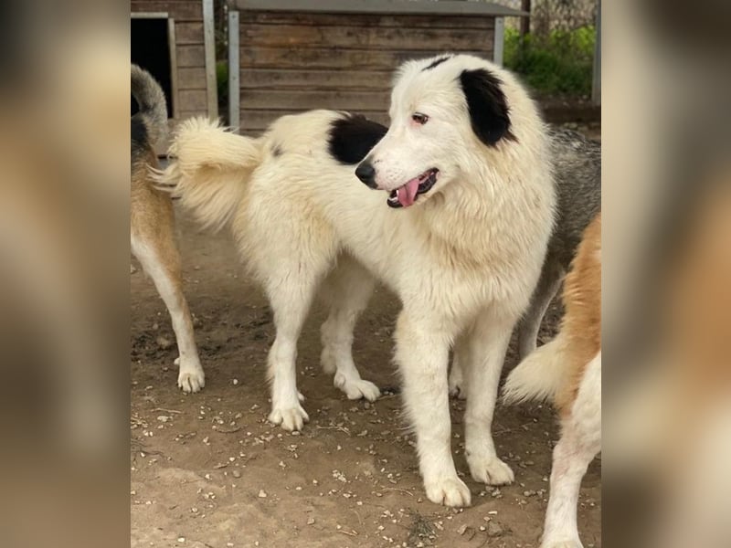 Namika, geb. ca. 02/2024, lebt in GRIECHENLAND, im städt. Tierheim Serres