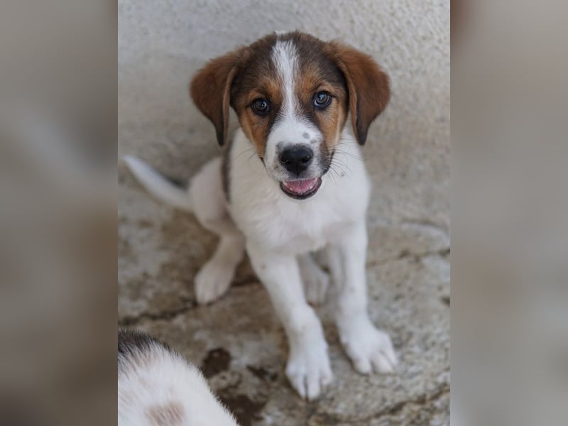 Florin, geb. ca. 05/2025, lebt in GRIECHENLAND, im städt. Tierheim Serres