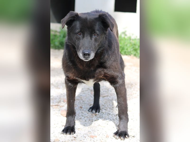 Kenzo, geb. 03/2014, lebt in GRIECHENLAND, im städt. Tierheim Serres