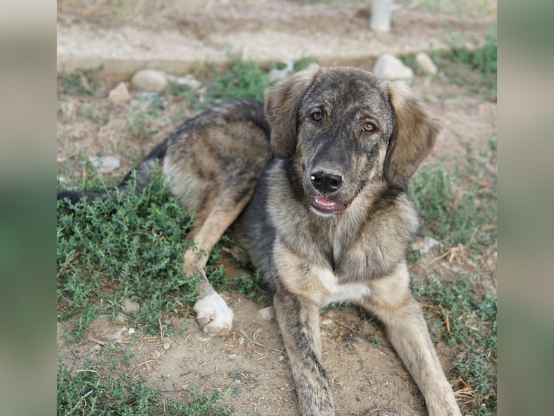 Amelie, geb. ca. 02/2024, lebt in GRIECHENLAND, im städt. Tierheim Serres