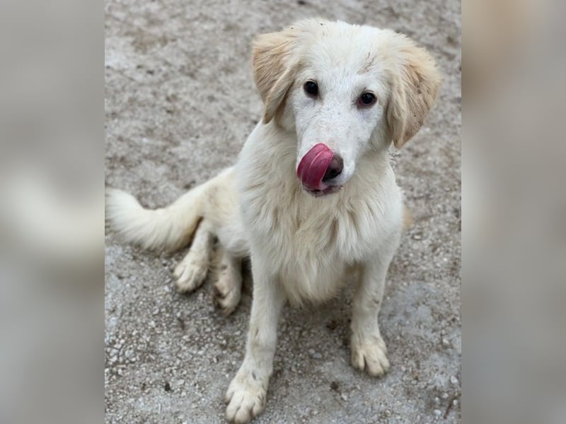 Bazo, geb. ca. 02/2025, lebt in GRIECHENLAND, auf einer privaten Pflegestelle