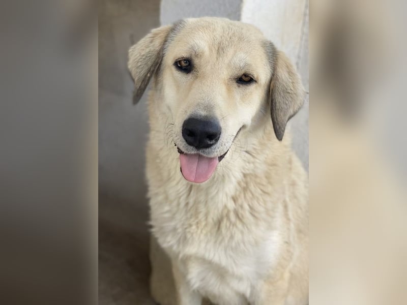 Lanea, geb. ca. 08/2023, lebt in GRIECHENLAND, im städt. Tierheim Serres