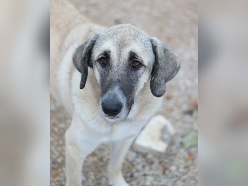 Little Pumpkin, geb. ca. 11/2021, lebt in GRIECHENLAND, im städt. Tierheim Serres