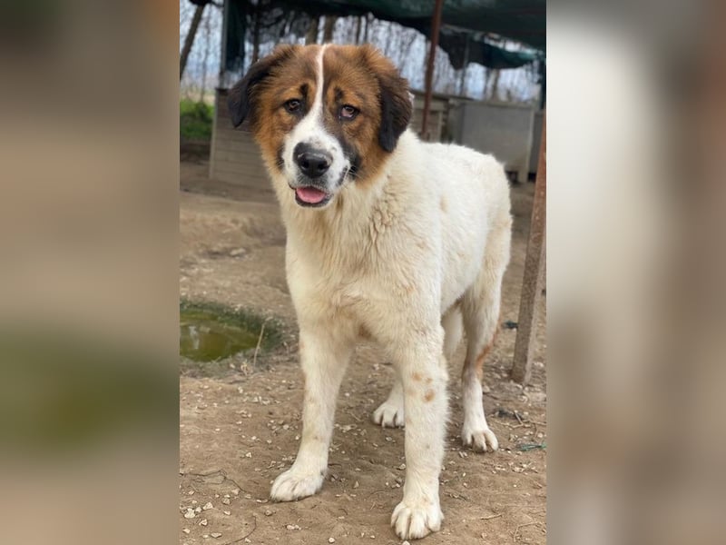 Fiva, geb. ca. 02/2024, lebt in GRIECHENLAND, im städt. Tierheim Serres