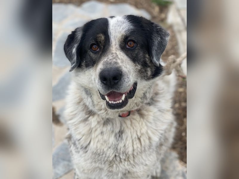 Pavlos, geb. ca. 05/2021, lebt in GRIECHENLAND, auf einer privaten Pflegestelle