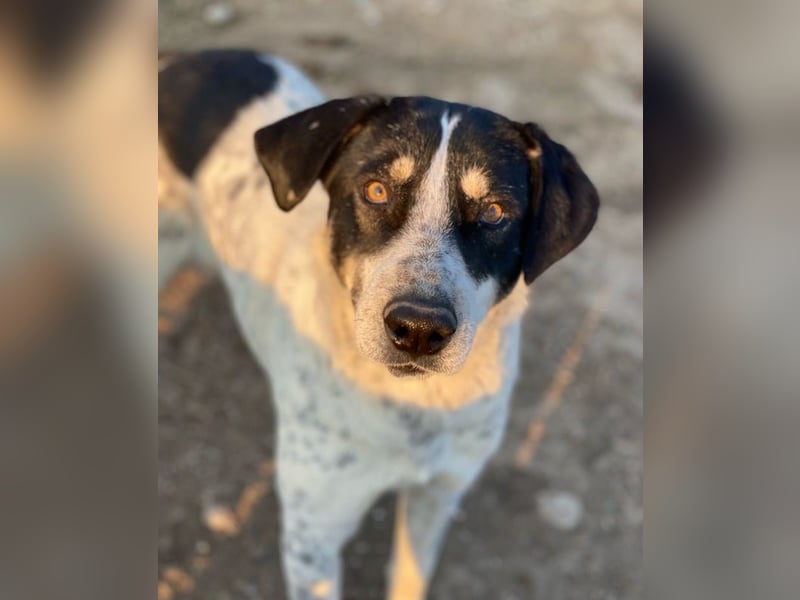 Benja, geb. ca. 05/2023, lebt in GRIECHENLAND, im städt. Tierheim Serres