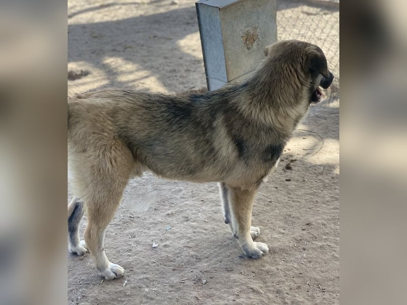 Davio, geb. ca. 06/2023, lebt in GRIECHENLAND, im städt. Tierheim Serres