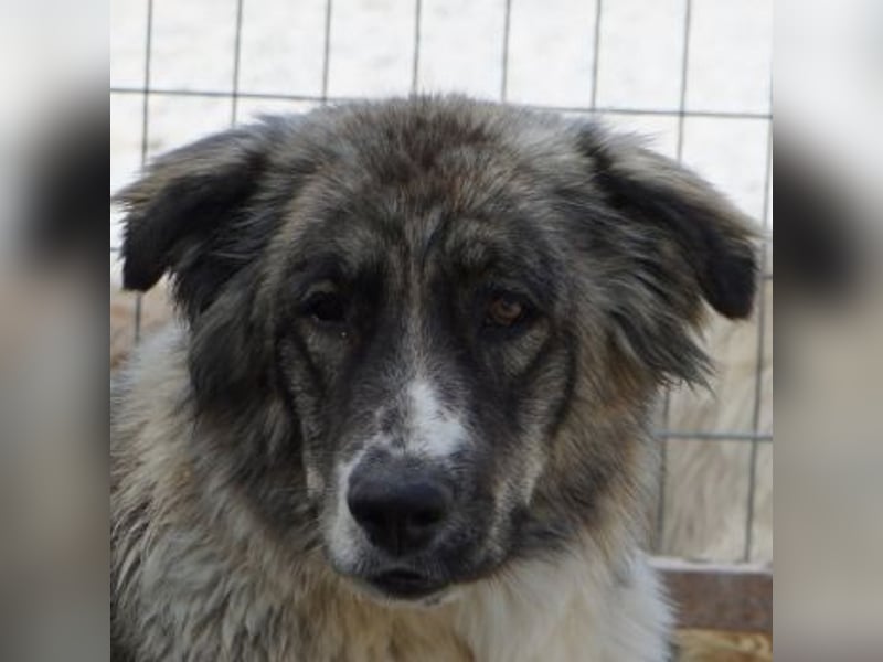 Ludmilla, geb. ca. 05/2025, lebt in GRIECHENLAND, im städt. Tierheim Serres