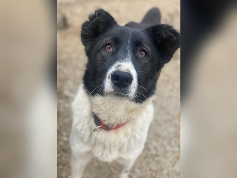 Pallene, geb. ca. 02/2021, lebt in GRIECHENLAND, im städt. Tierheim Serres