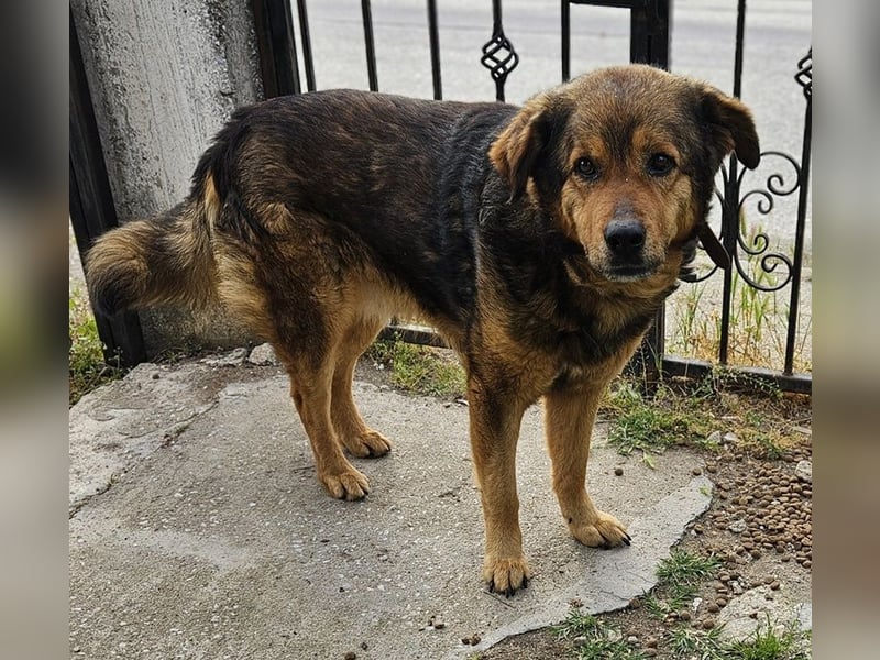 Frieder, geb. ca. 11/2019, lebt in GRIECHENLAND, im städt. Tierheim Serres