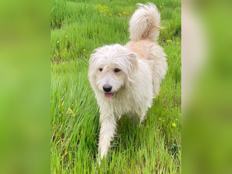 Wuschel, geb. ca. 09/2024, lebt in GRIECHENLAND, im städt. Tierheim Serres