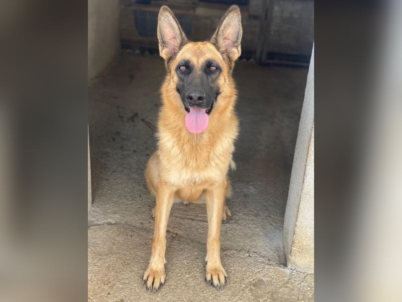 Wilma, geb. ca. 04/2021, lebt in GRIECHENLAND, im städt. Tierheim Serres