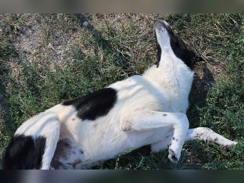 Rubin, geb. ca. 03/2019, lebt in GRIECHENLAND, im städt. Tierheim Serres