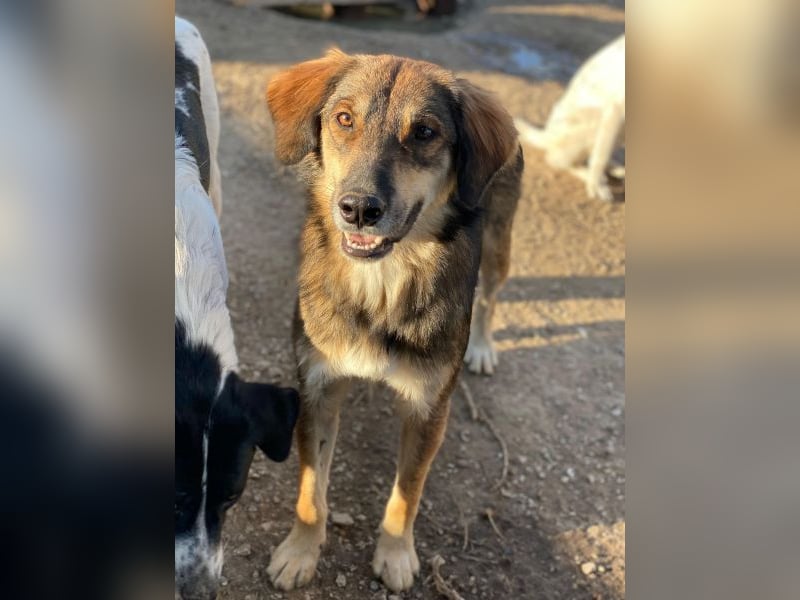 Rudolph, geb. ca. 05/2024, lebt in GRIECHENLAND, auf einer privaten Pflegestelle