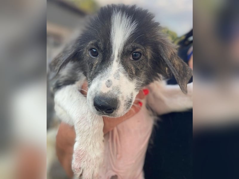 Yari, geb. ca. 05/2025, lebt in GRIECHENLAND, im städt. Tierheim Serres