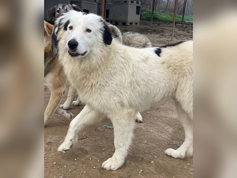 Namika, geb. ca. 02/2024, lebt in GRIECHENLAND, im städt. Tierheim Serres