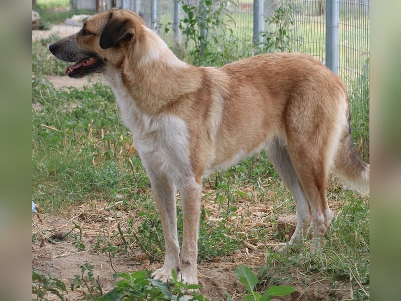 Nena, geb. ca. 10/2017, lebt in GRIECHENLAND, im städt. Tierheim Serres