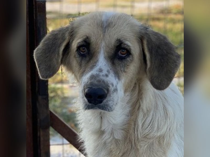 Meraki, geb. ca. 03/2019, lebt in GRIECHENLAND, im städt. Tierheim Serres