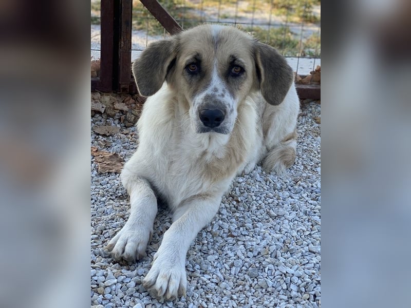 Meraki, geb. ca. 03/2019, lebt in GRIECHENLAND, im städt. Tierheim Serres