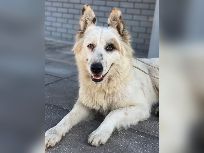 Hope, geb. ca. 03/2024, lebt in GRIECHENLAND, im städt. Tierheim Serres