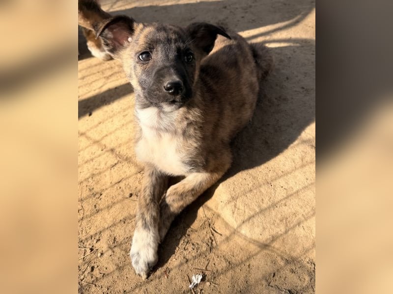 Candara, geb. ca. 12/2025, lebt in GRIECHENLAND, auf einer privaten Pflegestelle