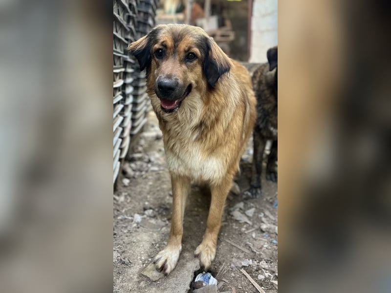 Melica, geb. ca. 09/2023, lebt in GRIECHENLAND, auf einer privaten Pflegestelle