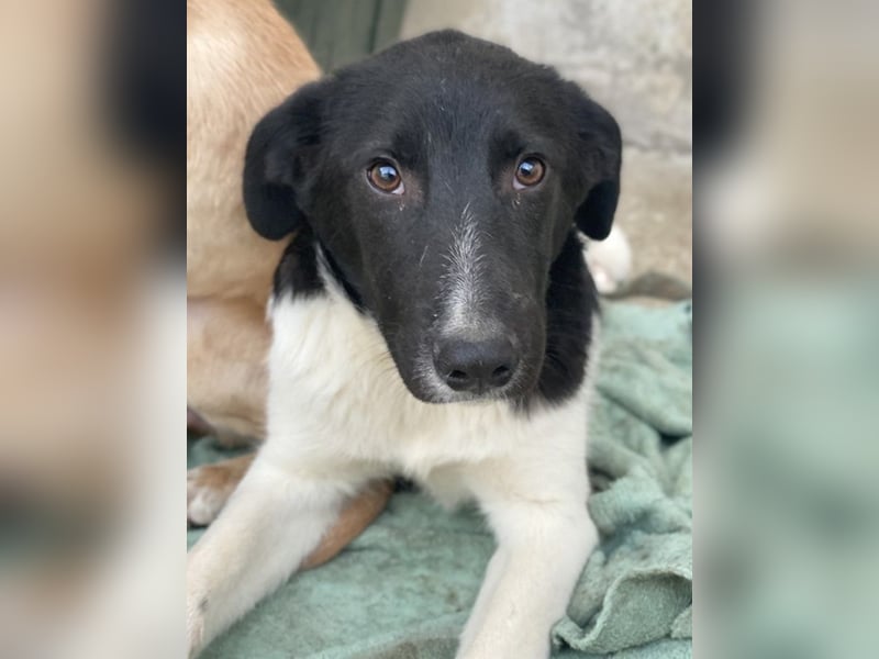 Cap, geb. ca. 06/2024, lebt in GRIECHENLAND, im städt. Tierheim Serres