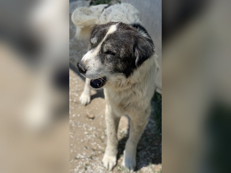 Askal, geb. ca. 07/2015, lebt in GRIECHENLAND, im städt. Tierheim Serres