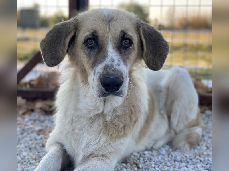 Meraki, geb. ca. 03/2019, lebt in GRIECHENLAND, im städt. Tierheim Serres