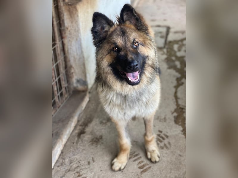 Joey, geb. ca. 08/2025, lebt in GRIECHENLAND, auf einer privaten Pflegestelle