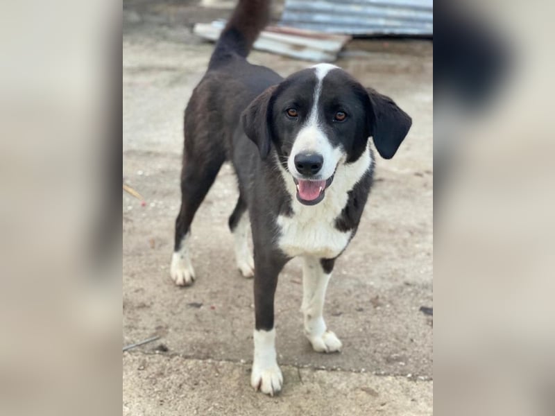 Aquata, geb. ca. 01/2023, lebt in GRIECHENLAND, im städt. Tierheim Serres