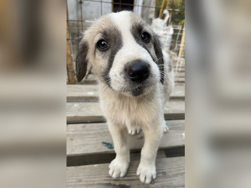 Carlo, geb. ca. 08/2022, lebt in GRIECHENLAND, auf einer privaten Pflegestelle