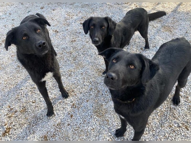 Acero, geb. ca. 01/2019, lebt in GRIECHENLAND, im städt. Tierheim Serres